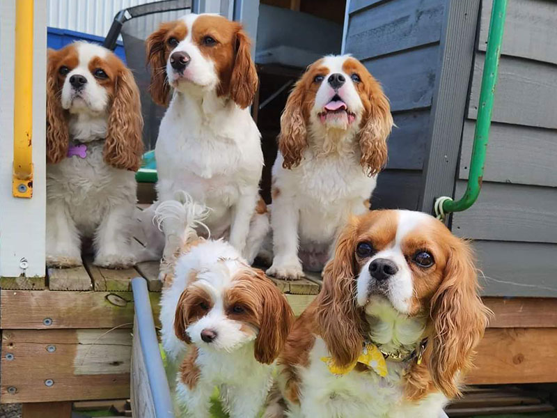 Dog Grooming